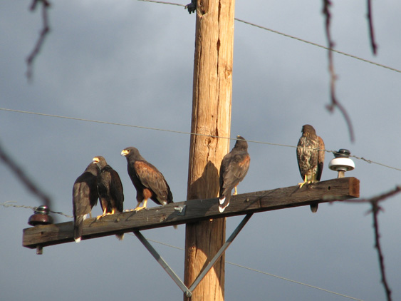 harris hawks