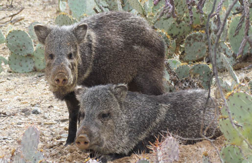 javelina