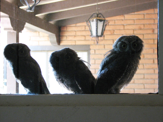 screech owls