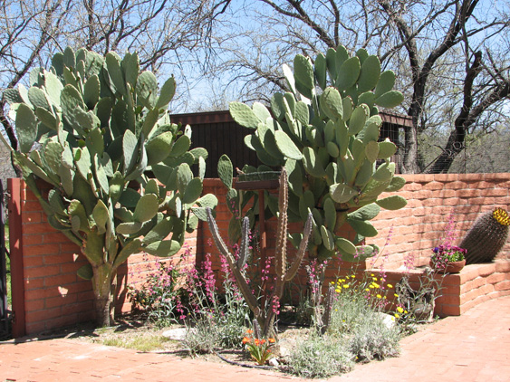 pool cactus